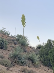 Nolina bigelovii