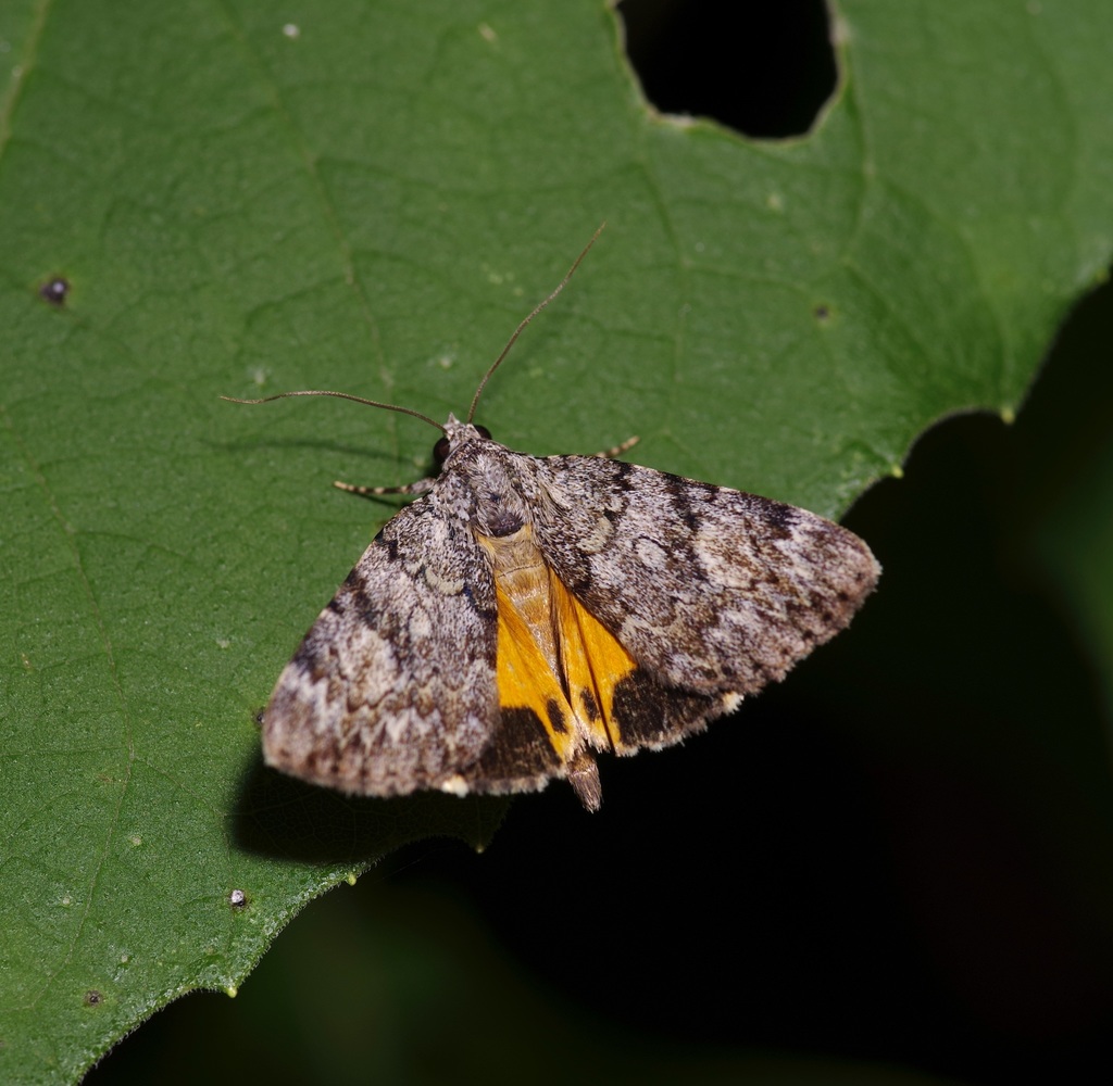 Little Lined Underwing