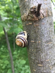 Cepaea hortensis