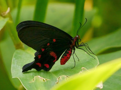 Pachliopta kotzebuea