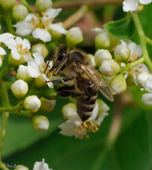 Apis mellifera