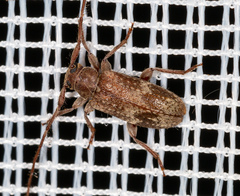 Exocentrus adspersus