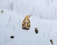 Miltochrista conjunctana