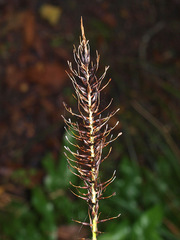 Carex corynoidea