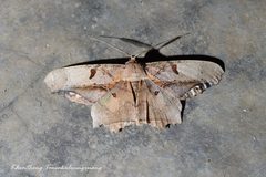 Chorodna complicataria