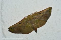 Omiza lycoraria