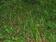 Carex corynoidea