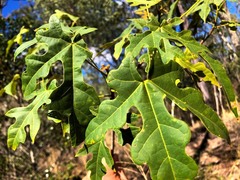 Brachychiton discolor