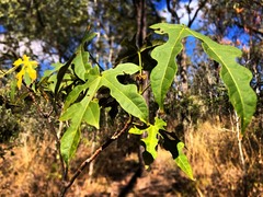 Brachychiton discolor