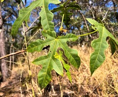 Brachychiton discolor