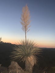 Nolina bigelovii