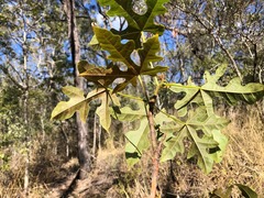 Brachychiton discolor
