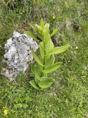 Veratrum album