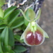 Epidendrum porpax - Photo (c) cskk,  זכויות יוצרים חלקיות (CC BY-NC-ND)