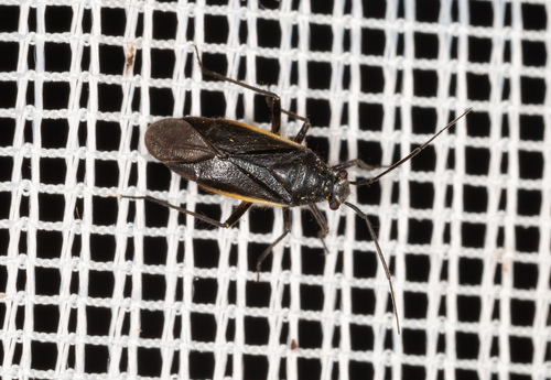 Gotiškoji Žolblakė nuotrauka