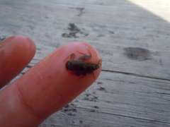 Stenacron interpunctatum