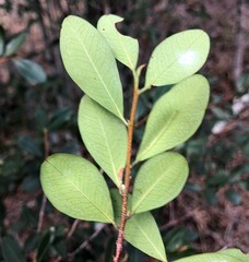 Erythroxylum australe