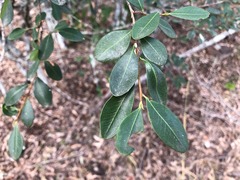 Erythroxylum australe