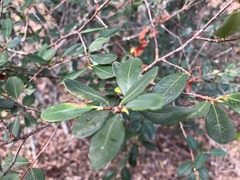 Erythroxylum australe