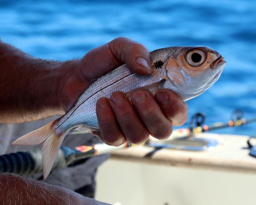 Blackspot Seabream