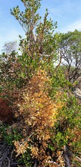 Alyxia buxifolia
