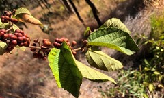 Grewia latifolia