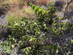 Grewia latifolia