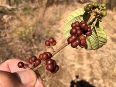Grewia latifolia