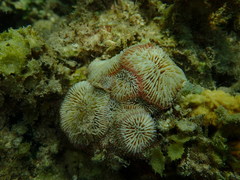 Fungia fungites