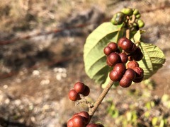 Grewia latifolia