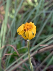 Senecio triodontiphyllus