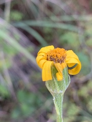 Senecio triodontiphyllus