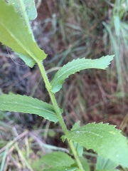 Senecio triodontiphyllus