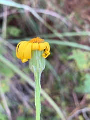Senecio triodontiphyllus