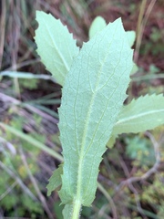 Senecio triodontiphyllus