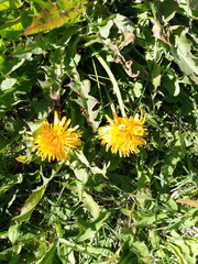 Taraxacum officinale