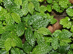 Elatostema parvum