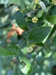 Osyridicarpos schimperianus