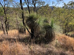 Xanthorrhoea glauca