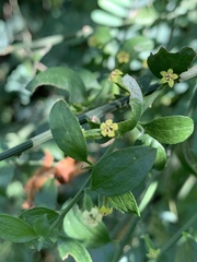 Osyridicarpos schimperianus