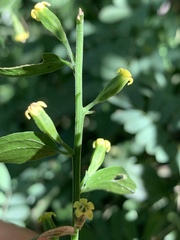 Osyridicarpos schimperianus