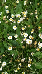Bellis perennis