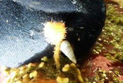 Boltenia villosa