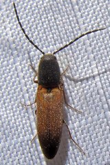 Dolerosomus silaceus