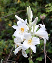 Lilium candidum
