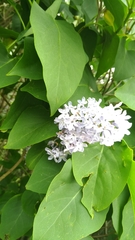 Syringa vulgaris