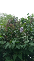 Syringa vulgaris