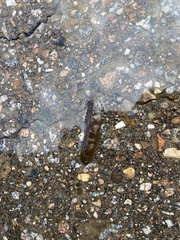 Haemopidae