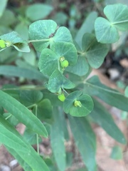 Euphorbia kraussiana