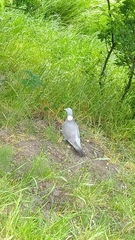 Columba palumbus